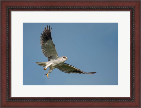 Framed Black-Shouldered Kite, Ngorongoro Conservation Area, Tanzania Print