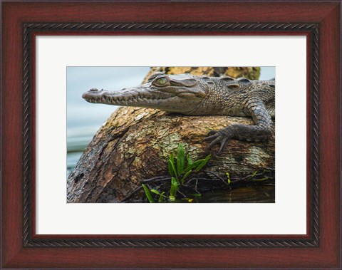 Framed American Crocodile, Tortuguero, Costa Rica Print