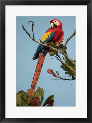 Framed Scarlet Macaw Tarcoles River, Pacific Coast, Costa Rica Print