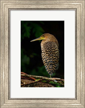 Framed Bare-Throated Tiger Heron, Tortuguero, Costa Rica Print