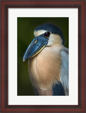 Framed Boat-Billed Heron, Tortuguero, Costa Rica Print