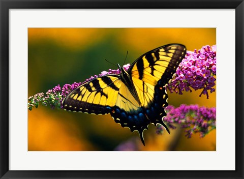 Framed Male Tiger Swallowtail Butterfly Print