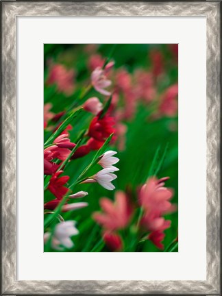 Framed Kaffir Lily Flowers In Bloom Print