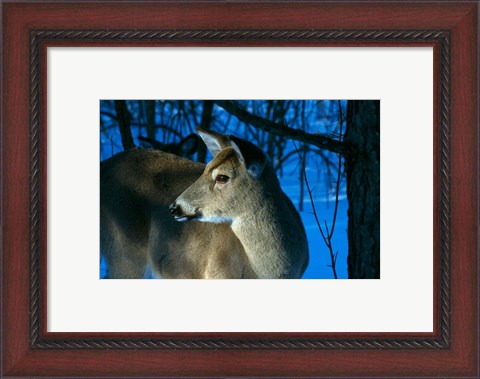 Framed Deer Doe in Snowy Woods Print