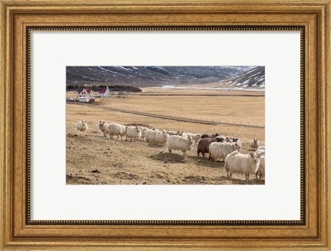 Framed Flock of Sheep, Iceland Print