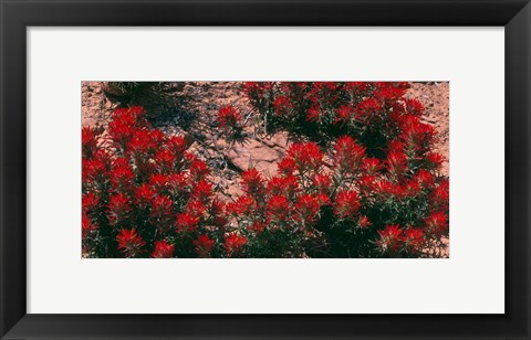 Framed Indian Paintbrush, UT Print