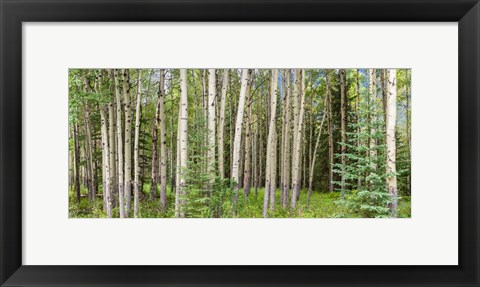 Framed Bow Valley Parkway, Banff National Park, Alberta, Canada Print