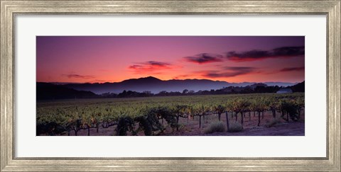 Framed Vineyard At Sunset, Napa Valley, California Print