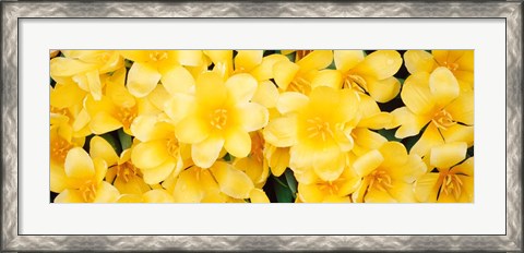 Framed Yellow Tulips Print