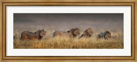 Framed African Lions, Ngorongoro Conservation Area, Tanzania Print