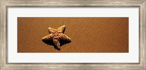 Framed Starfish, Malibu, California Print