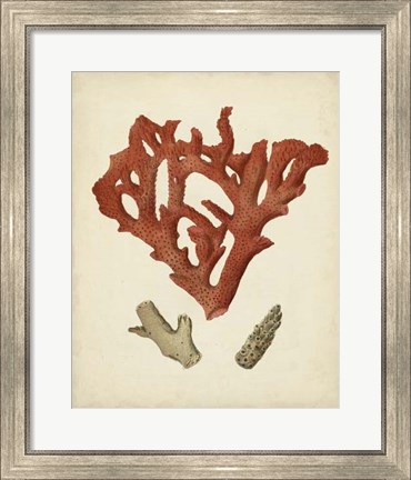 Framed Antique Red Coral II Print