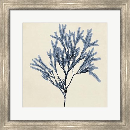 Framed Coastal Seaweed VIII Print