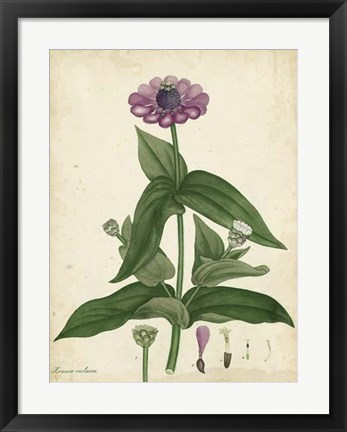 Framed Antique Zinnia Print