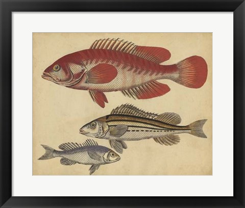 Framed Species of Fish II Print