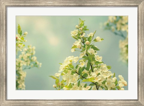 Framed Spring Beauty II Print