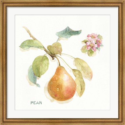 Framed Orchard Bloom II Print