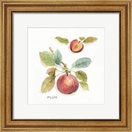 Framed Orchard Bloom IV Print