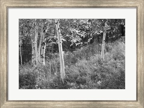 Framed Sunlit Birches I Print