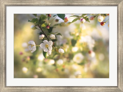 Framed Blush Blossoms I Print