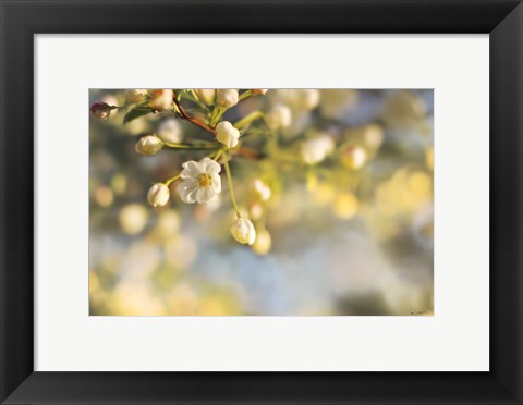 Framed Blush Blossoms II Print