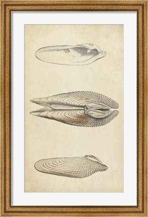 Framed Marine Mollusk I Print