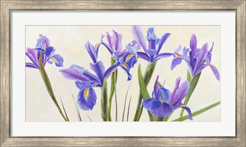 Framed Iris Print