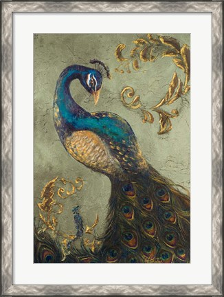 Framed Peacock on Sage II Print