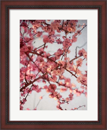 Framed Cherry Blossoms I Print