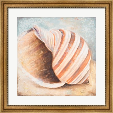 Framed Seashell Collection I Print