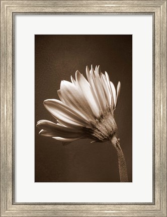 Framed Sepia Flower II Print