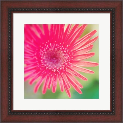 Framed Pink Fun I Print