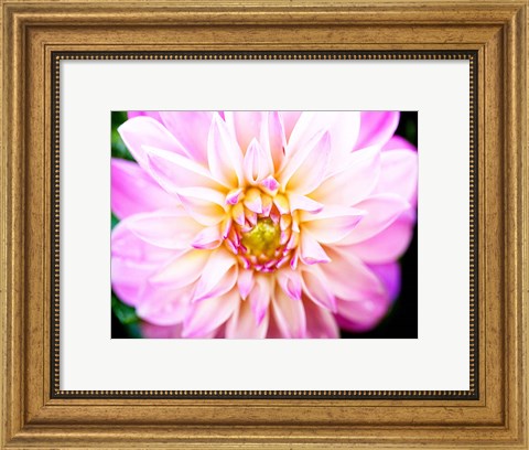 Framed Pink Explosion II Print