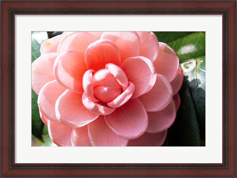 Framed Coral Bloom Print