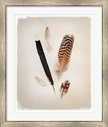 Framed Feather Group II Print