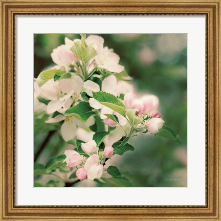 Framed Apple Blossoms II Print