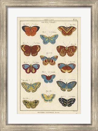 Framed Histoire Naturelle Butterflies I Print