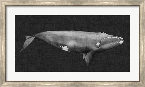 Framed Inverted Whale II Print