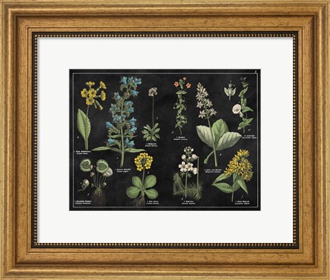 Framed Botanical Floral Chart I Black and White Print