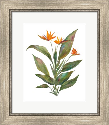 Framed Bright Bromeliad Print