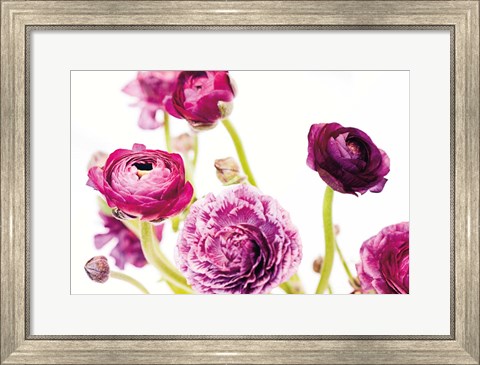 Framed Spring Ranunculus IV Print