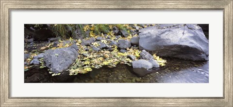 Framed Pilot Creek , Humboldt County, California Print