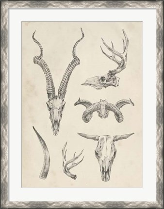 Framed Skull &amp; Antler Study I Print