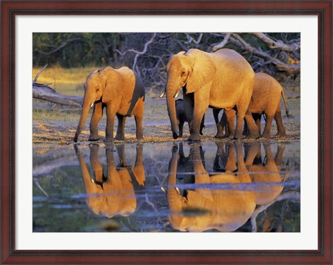 Framed African Elephants, Okavango, Botswana Print