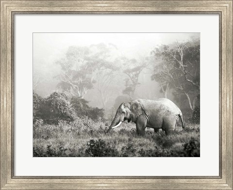 Framed African Elephant, Ngorongoro Crater, Tanzania Print