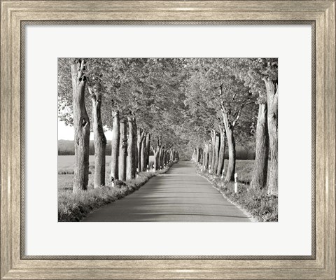 Framed Lime Tree Alley, Mecklenburg Lake District, Germany 2 Print