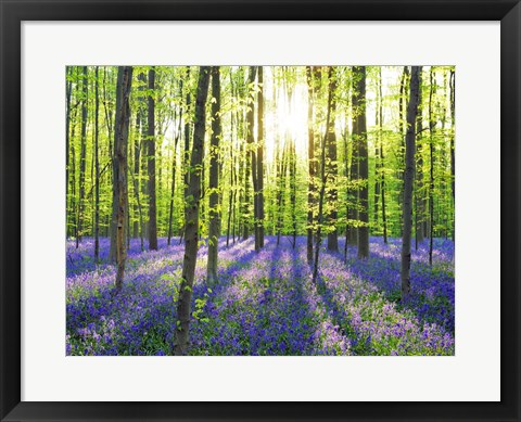 Framed Beech Forest With Bluebells, Belgium Print