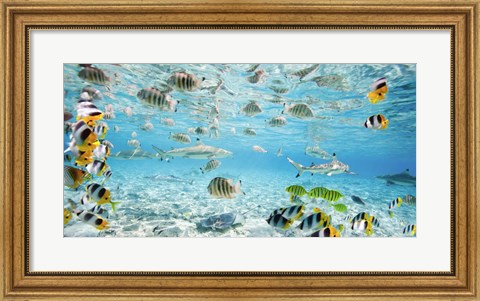 Framed Fish and sharks in Bora Bora lagoon Print