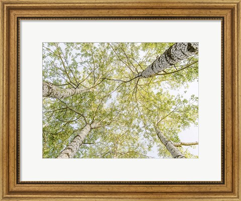 Framed Birch Woods in Spring Print