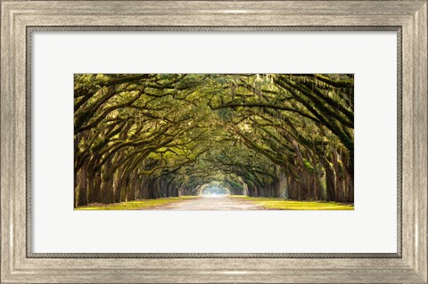 Framed Path Lined with Oak Trees Print